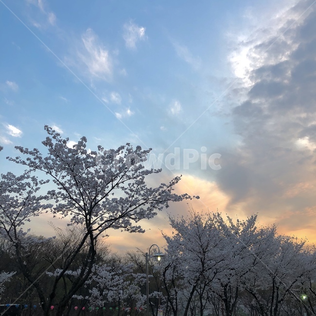 벚꽃,하늘,구름,꽃,봄