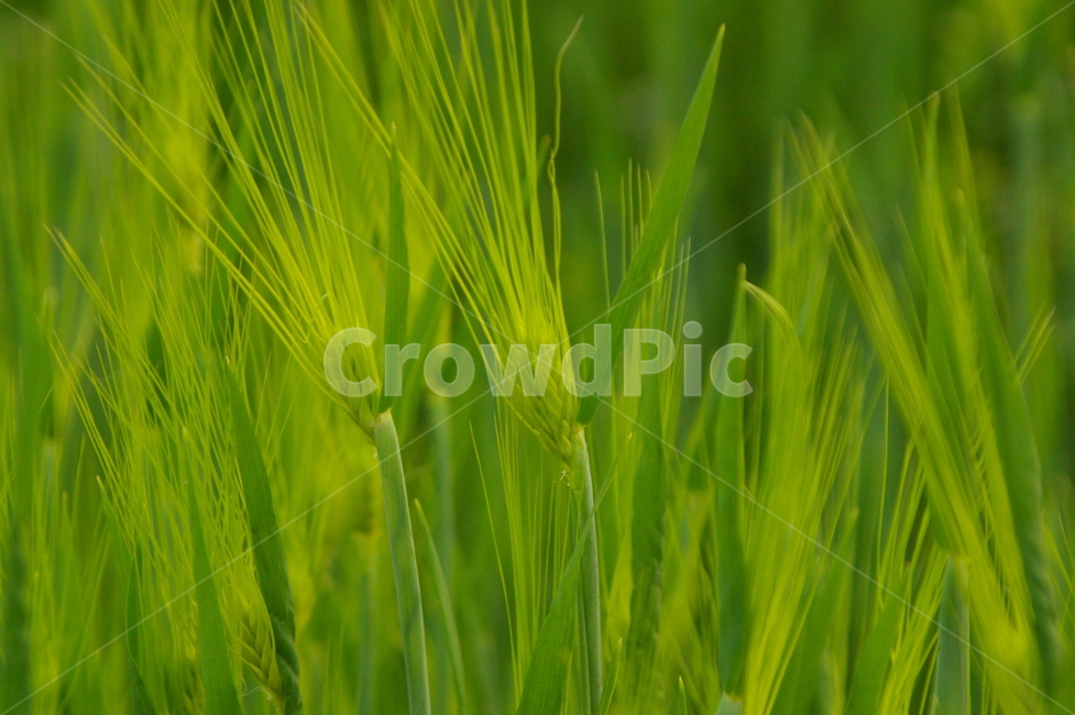 보리,보리밭,식물,plant,초록