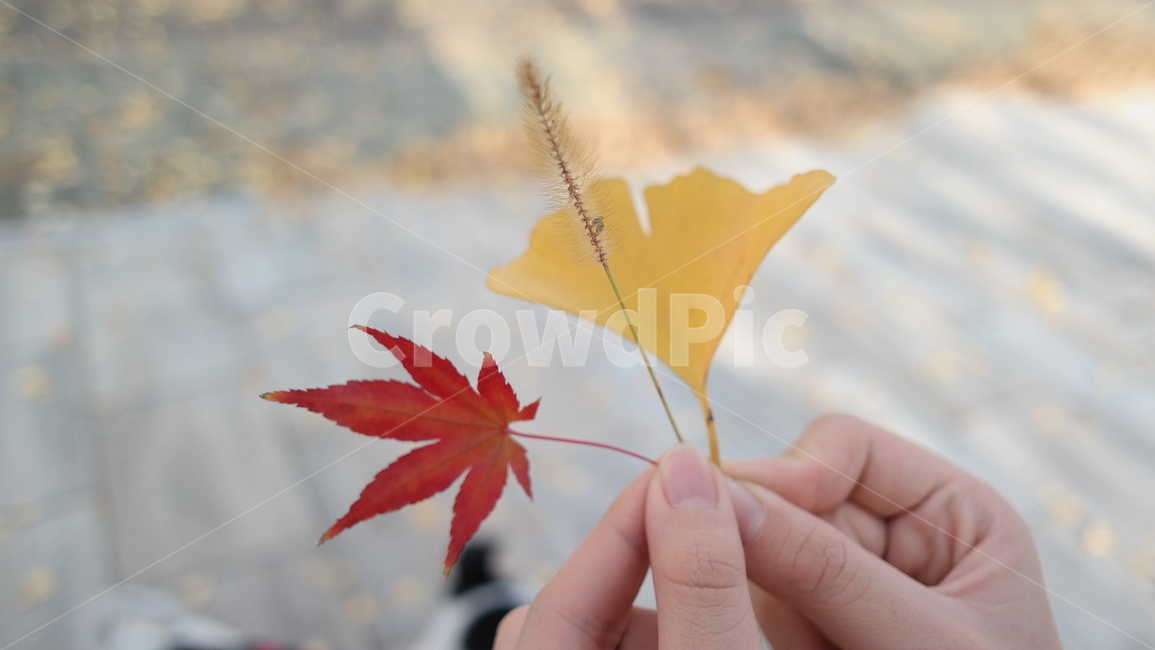 단풍,은행잎,나뭇잎,가을,자연
