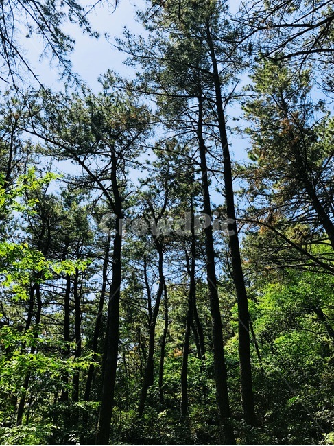 숲,숲나무,나무숲,산,산하늘,소나무,나무,산나무,자연경관,자연,하늘,구름,해,햇빛