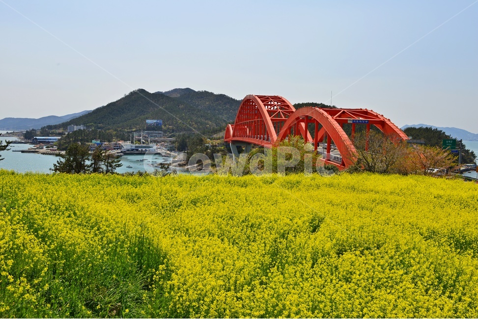 building,건물,경남,남해,창선,삼천포,창선대교,삼천포대교,유채밭,유채꽃,봄,봄꽃,계절,field,들,grassland,outdoors,옥외,nature,자연,meadow,목초지,arched,아치형,bridge,다리
