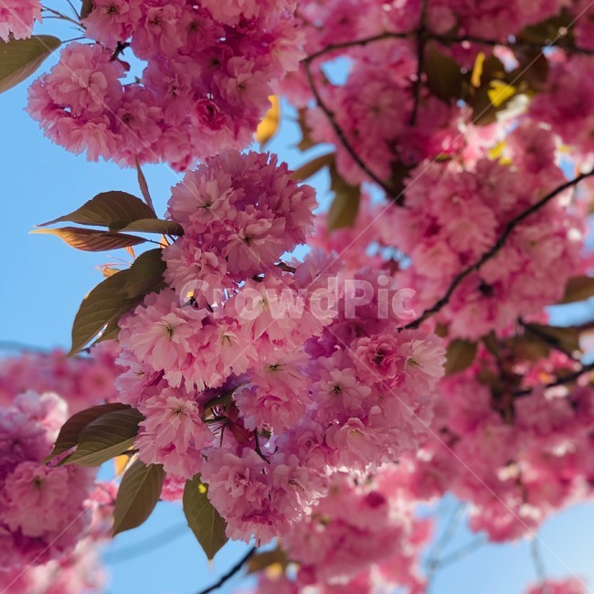plant,식물,blossom,flower,꽃,cherryblossom,벚꽃,자연,nature,식물,자연,plants,nature,꽃,flower