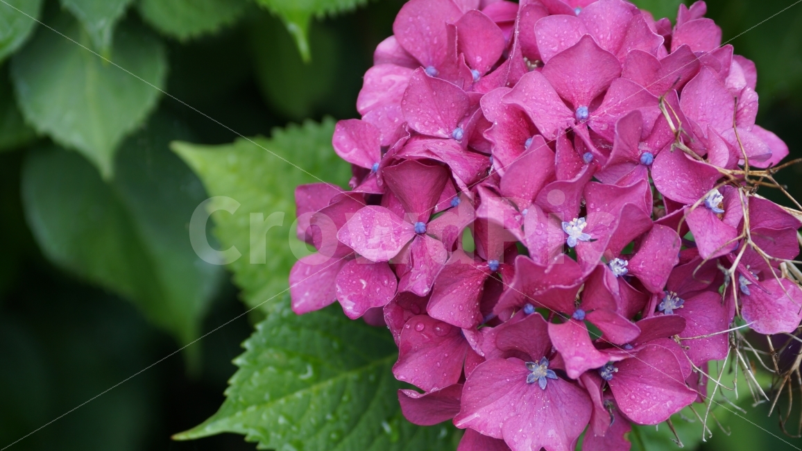 수국,거제수국,꽃사진,꽃,이슬,비오는날,식물,자연,plants,nature,꽃,flower