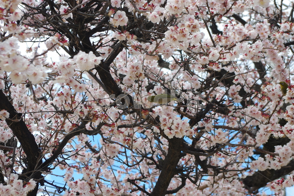 매화꽃,꽃,새,매화,flower,bird,봄,계절,spring,season,plant,식물,blossom,cherry blossom,벚꽃
