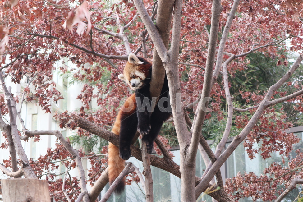 동물,동물원,나무,나무가지,zoo,동물,animal,포유류,mammal