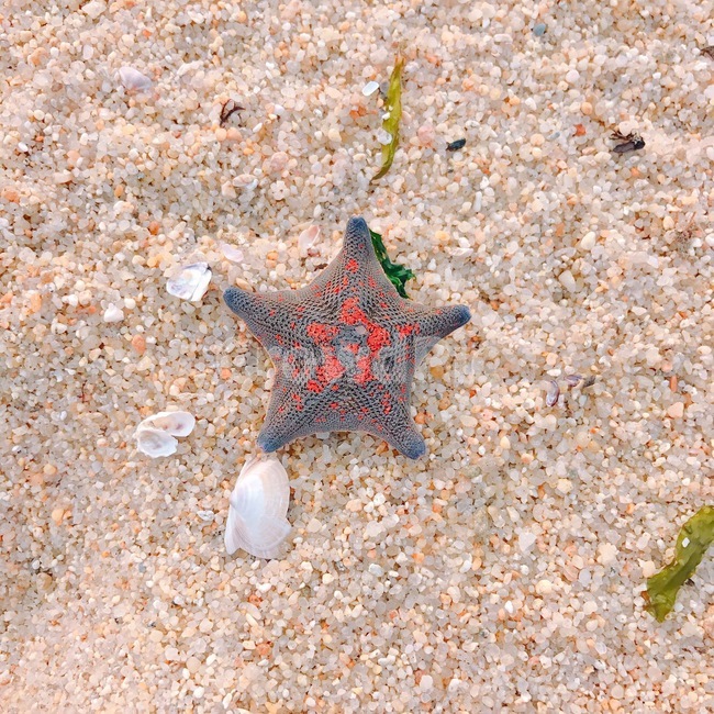 모래,불가사리,생물,조개,sand
