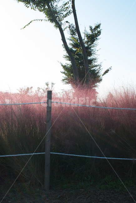 핑크뮬리,pinkmuhlygrass,식물,꽃,나무,공원,자연,가을,계절,fall,autumn,season,자연,풍경,nature,landscape,tree,plant