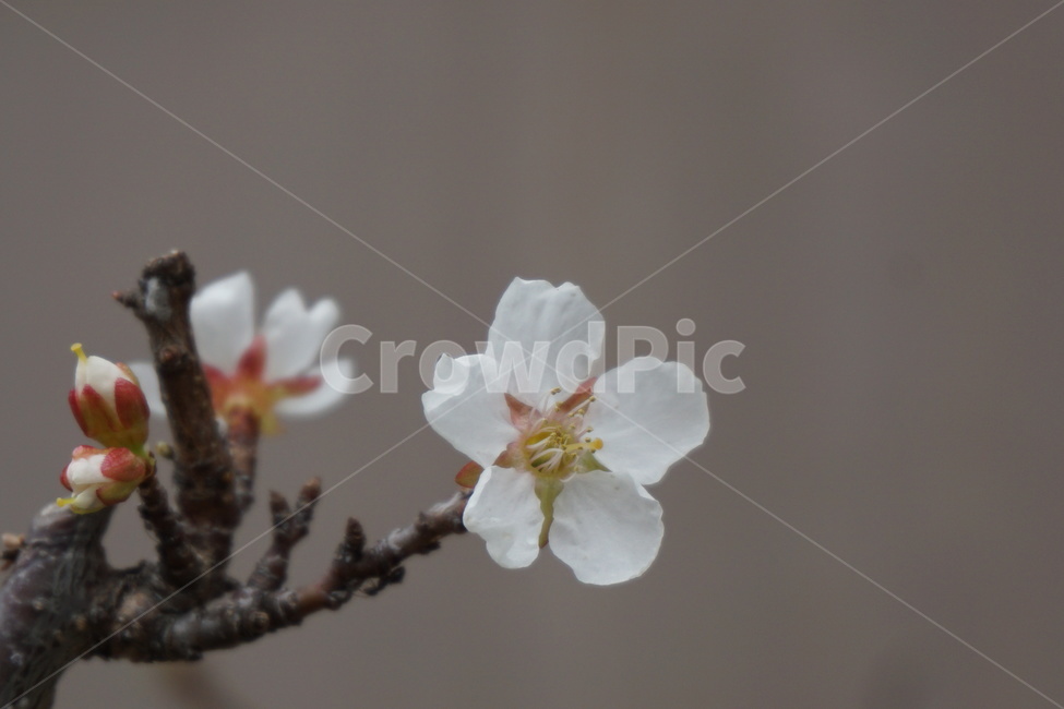 봄꽃,흰꽃,설유화,조팝나무꽃,봄,조팝나무,3월,봄,계절,spring,season,식물,자연,plants,nature,꽃,flower,plant