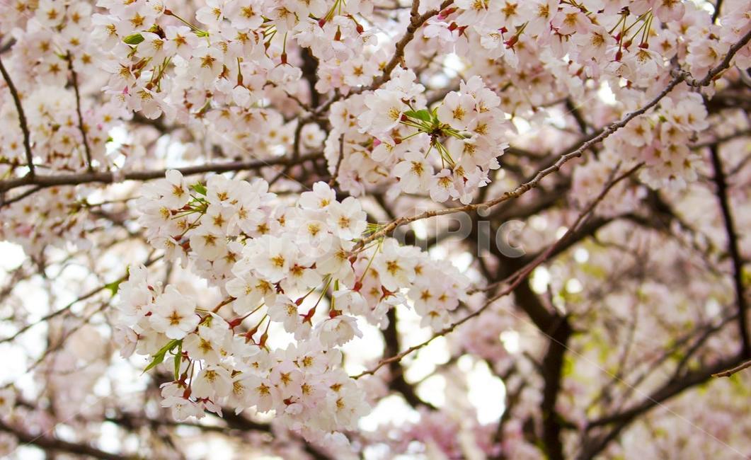 벚꽃,벚나무,나무,꽃,flower,blossom,식물,plant,식물,자연,plants,nature,꽃,flower