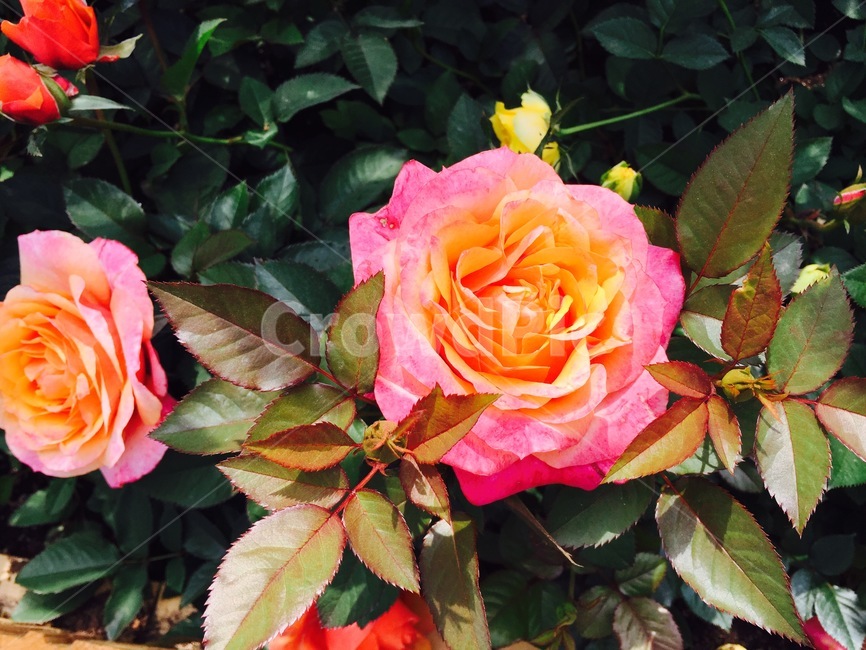 꽃,들꽃,꽃밭,분홍꽃,장미,장미꽃,식물,자연,plants,nature,꽃,flower