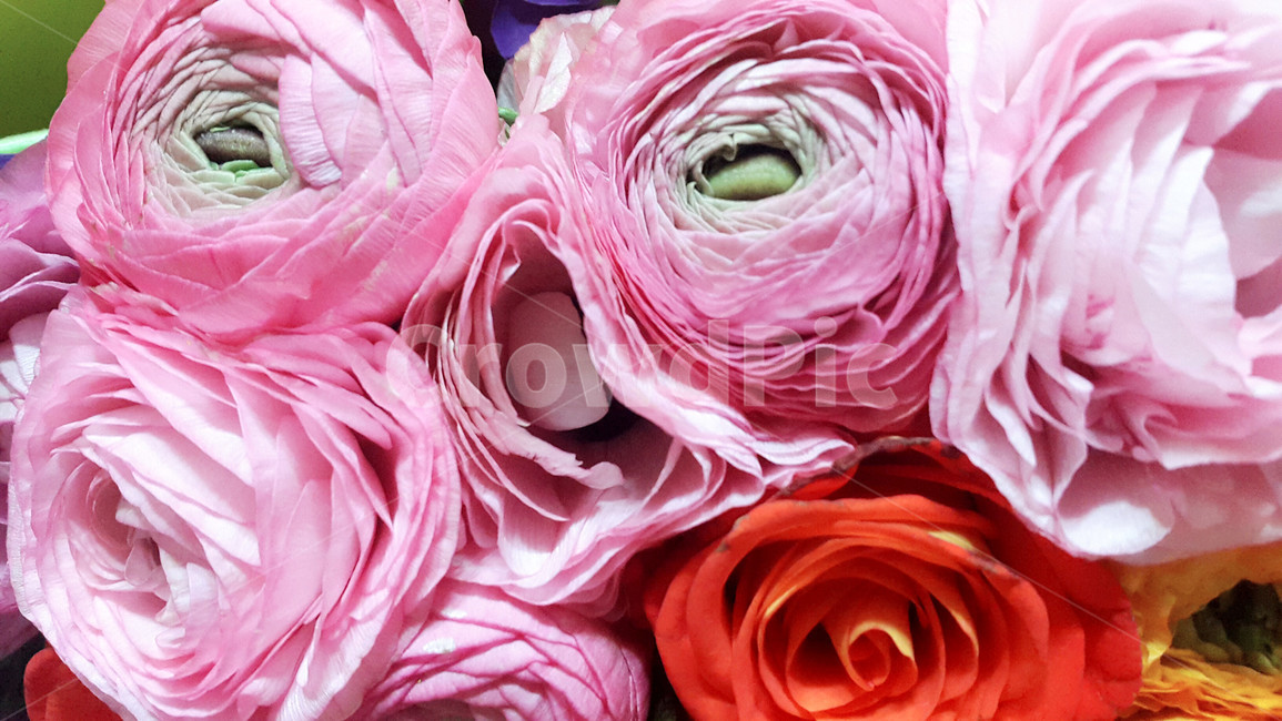 꽃,플라워,꽃다발,부케,장미,flower,bouquet,rose,이벤트,event,서프라이즈,surprise,컬러풀,colorful,생일,birthday,축하,파티,party,선물,present,따뜻한,부드러운,감성적인