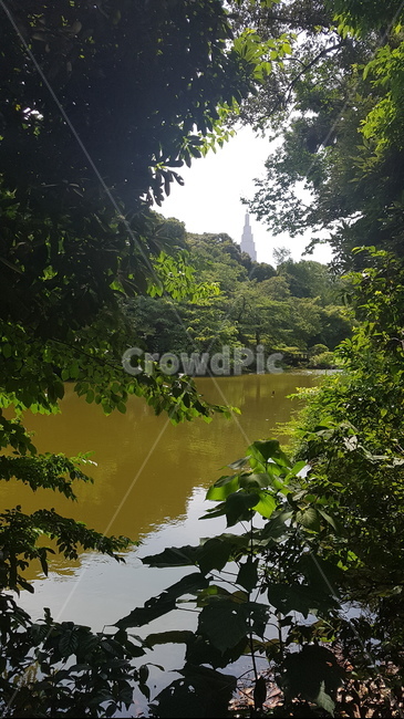 plant,식물,vegetation,초목,outdoors,옥외,water,nature,자연,tree