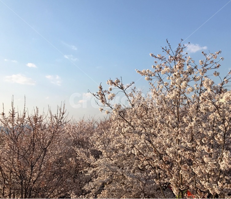 cherryblossoms,벚꽃,봄,설렘,연애,핑크,분홍,pink,꽃,flowers,봄,계절,spring,season,식물,자연,plants,nature,꽃,flower,나무,trees,wood,plant,blossom
