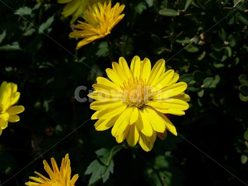 plant,식물,flower,꽃,자연,식물,자연,plants,nature,꽃,flower