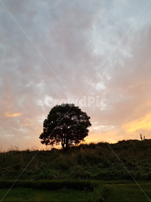 노을,김해,연지공원,야경,그림자,나무,호수,공원,자연,풍경,nature,landscape,tree,plant,식물,outdoors,옥외,grassland,목초지,savanna,대초원,field,들
