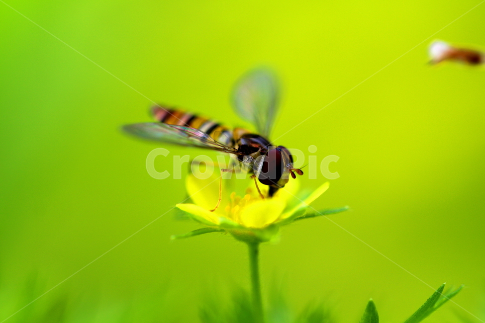 동물,벌,곤충,식물,꽃,식물,자연,plants,nature,꽃,flower,동물,animal,곤충,벌레,insect,bug