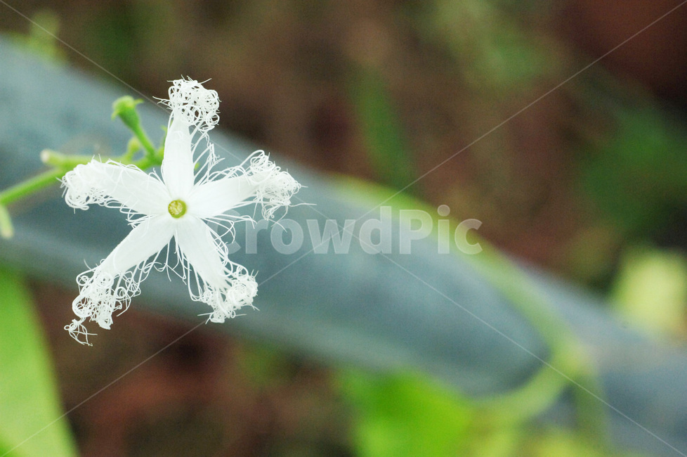 꽃,들꽃,야생화,flower,식물,plant,식물,자연,plants,nature,꽃,flower