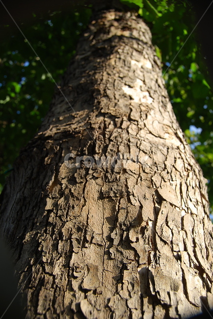 나무,나무껍질,건조함,든든함,단단함,나무,trees,wood