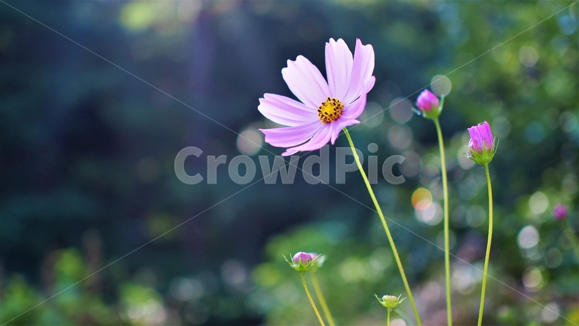 pink,color,backlight,Cosmos,vivid,flower,sunlight,wildflowers,petal,plant,a flower,garden,autumn