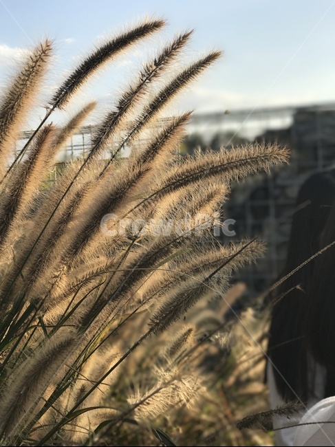 갈대,가을,감성,아련,분위기,가을,계절,fall,autumn,season,grass,잔디,plant,식물,lawn,reed