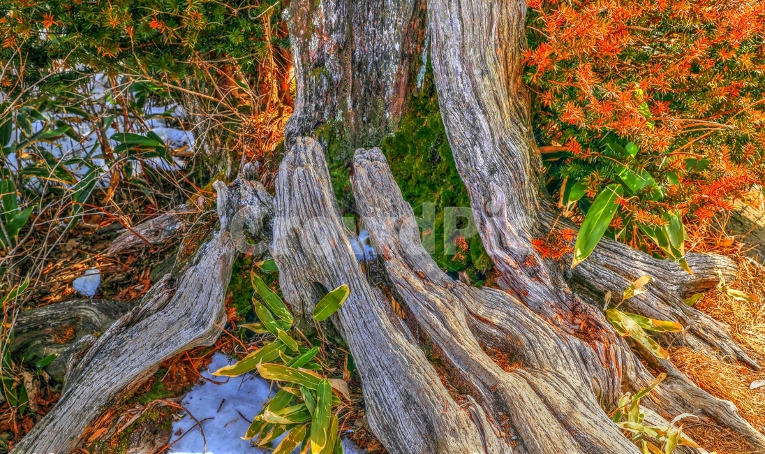 주목,덕유산,나무,향적봉,산,가을,계절,fall,autumn,season,식물,자연,plants,nature,나무,trees,wood,tree,plant,tree trunk,나무 줄기