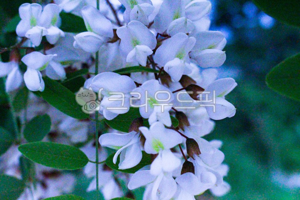 white flower,blossom,flower,spring,spring flowers,plant,acacia flower,acaciaflowers,acacia