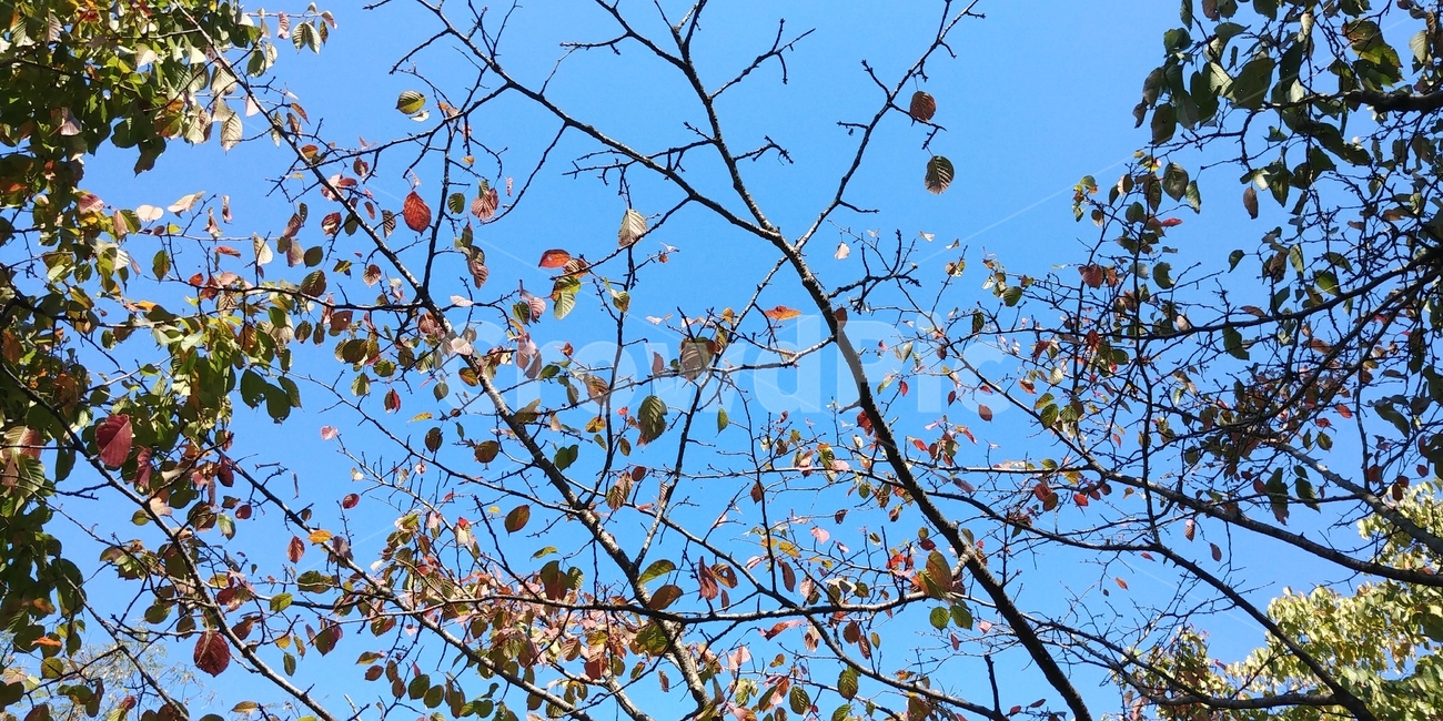 나무,tree,식물,가을,맑음,쾌청,알록달록,fall