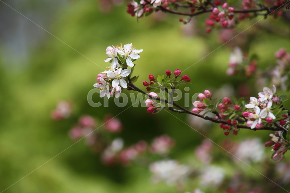 꽃사나꽃,할리아니꽃사과,꽃,봄,crabapple