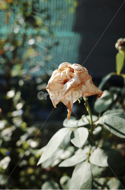 꽃,flower,식물,plant,green,초록,잎,들꽃,시든,시든꽃,white,흰장미,흰,하얀장미,백장미,시든장미