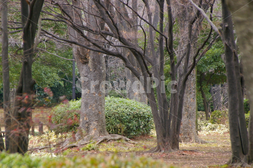 나무,식물,tree,plant,야외,treetrunk,나무줄기