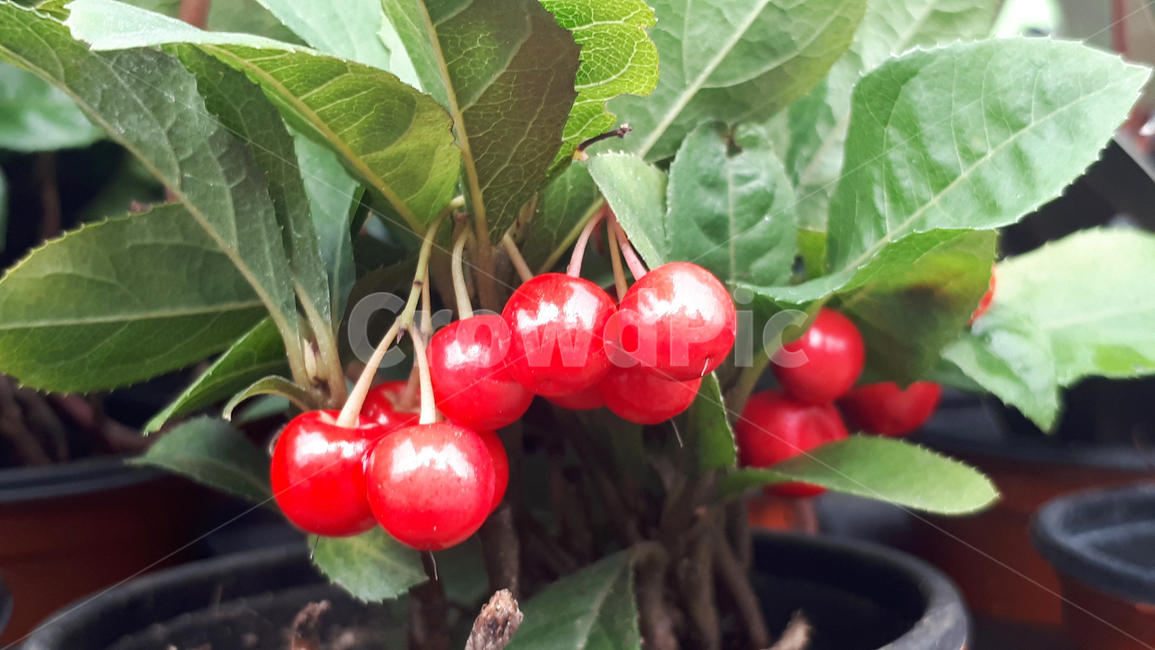 천냥금,green,초록,plant,식물,초목,열매,과일,fruit