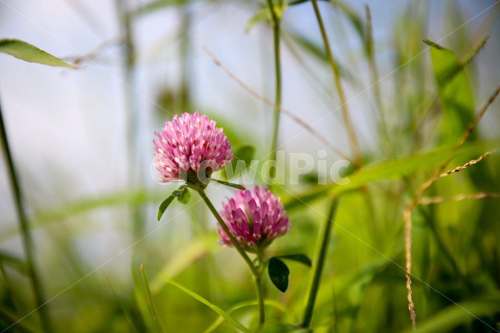 plant,식물,자연,autumn,가을꽃,꽃,flower,nature,들풀,wildherb,식물,자연,plants,nature,꽃,flower