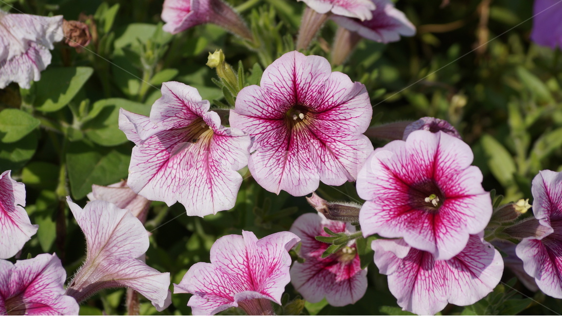 꽃,꽃사진,야생화,가을,식물,봄,계절,spring,season,식물,자연,plants,nature,꽃,flower,blossom,geranium,제라늄,plant