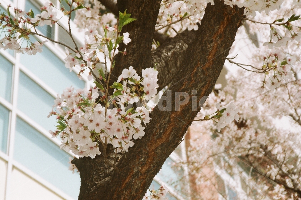 꽃,blossom,flower,벚꽃,cherryblossom,식물,plant,nature,자연,봄,계절,spring,season