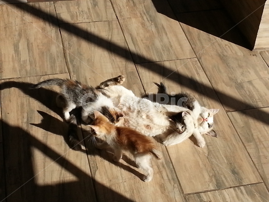 동물,고양이,고양이가족,냥이가족,새끼고양이들,장난,따스함,동물,animal,포유류,mammal,고양이,cat,kitten,kitty