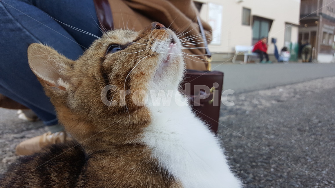 고양이눈망울,고양이,아기고양이,근접사진,귀여움,아깽이
