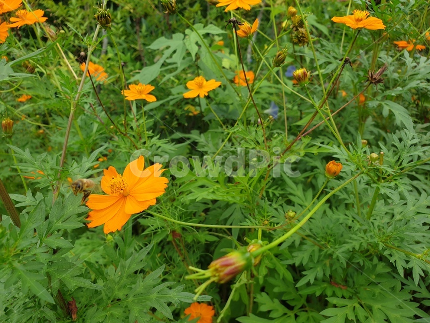 plant,leaf,자연,가을,코스모스,벌,honey,bee,flower,주황색,주황색꽃,가을꽃,꿀먹는벌,cosmos,가을느낌,식물,자연,plants,nature,꽃,flower,곤충,벌레,insect,bug