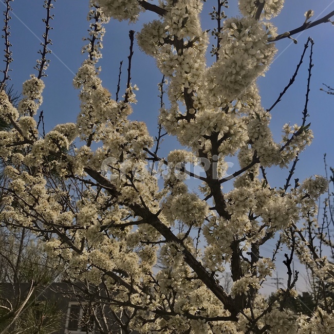 plant,식물,blossom,꽃,flower,cherryblossom,벚꽃,벚나무,봄,나무,색감,감성사진