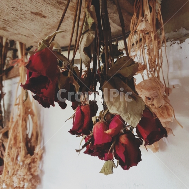 말린꽃,interior,인테리어,장미,leaf,잎,plant,식물,rose,말린장미,꽃,flower