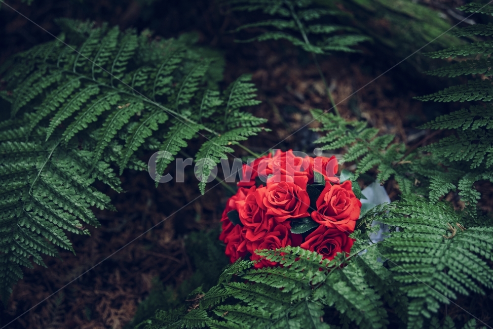 부케,웨딩,꽃,결혼,신부,식물,자연,wedding,flower,bouquet,anniversary,식물,자연,plants,nature,꽃,flower,기념일,축하,anniversary,congratulation,celebrate,celebration,감성,sensible,feeling
