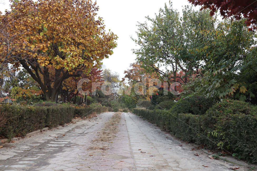 가을,길,가을길,가을풍경,fall,autumn,way,path,road,단풍,배경,가을배경,배경이미지,가을,계절,fall,autumn,season,tree,나무,plant,식물