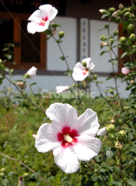 무궁화,plant,식물,flower,blossom,꽃,식물,자연,plants,nature,꽃,flower