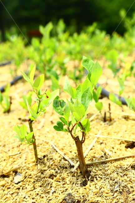 블루베리,베리,과일,나무,식품,농장,과수원,묘목,과수,blueberry,berry,fruit,tree,food,farm,orchard,seedling,fruittree,식물,자연,plants,nature
