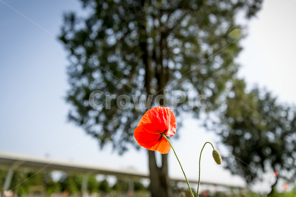 양귀비,꽃밭,붉은꽃,양귀비꽃,붉은양귀비,식물,자연,plants,nature,꽃,flower