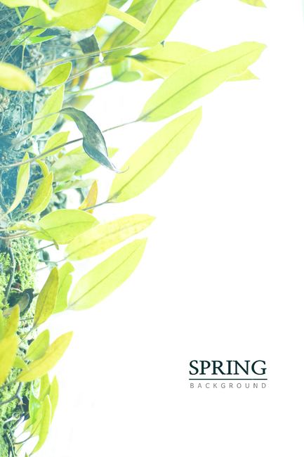 leaf,잎,plant,식물,세로,봄배경,봄,빈공간,배경,흰바탕,밝은,성장,초록배경,초록