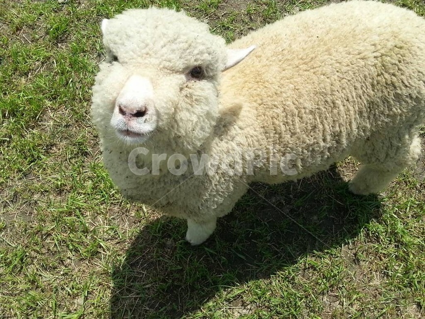 양,새끼양,아기양,귀여운동물,양떨,동물,양때목장,동물,animal,포유류,mammal