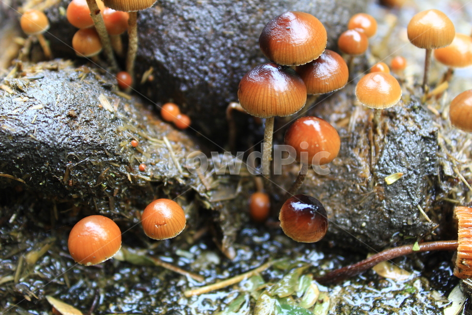 버섯,말똥버섯,말똥,비온날,비,말,풍경,자연,야생,제주도,제주,제주야생,힐링,치유,버섯,mushroom