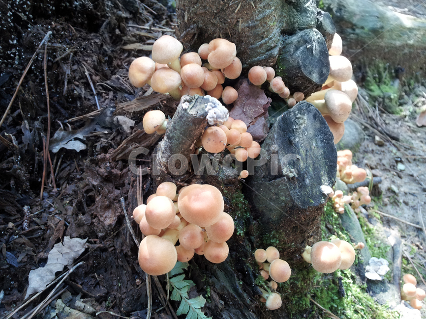 버섯,독버섯,fungus,진균류,숲속,숲,고목,기생,독,mushroom,poison,forest,버섯,mushroom