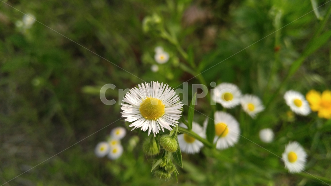 개망초,꽃,들꽃,야생화,흰꽃,흰색,녹색,배경,감성,계절,flower,wildflower,whiteflowers,white,green,background,emotional,season,fieldflowers
