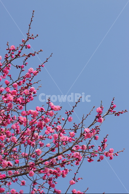 매화,꽃,봄,홍매화,봄꽃,꽃잎,하늘,plum,plumblossom,flower,spring,봄,계절,spring,season,식물,자연,plants,nature,꽃,flower,plant,blossom